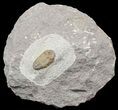 Ordovician Colpocoryphe? Trilobite - Zagora, Morocco #45107-2